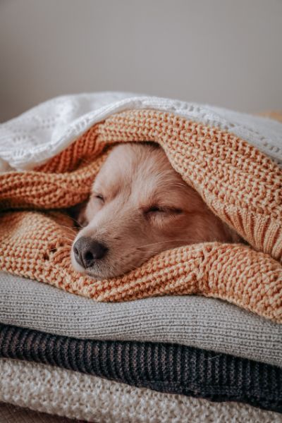 Dog under a blanket