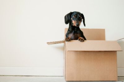 Dog inside a box